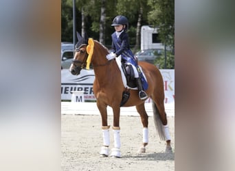 Deutsches Reitpony, Stute, 14 Jahre, 148 cm, Fuchs