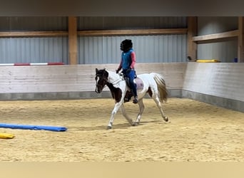 Deutsches Reitpony, Stute, 14 Jahre, 148 cm, Schecke