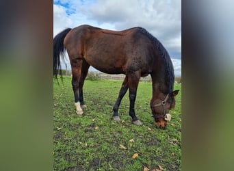 Deutsches Reitpony, Stute, 14 Jahre, 149 cm, Brauner