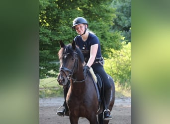 Deutsches Reitpony, Stute, 14 Jahre, 149 cm, Dunkelbrauner
