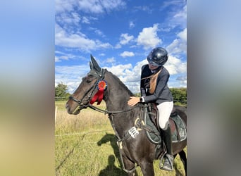 Deutsches Reitpony, Stute, 14 Jahre, 149 cm, Dunkelbrauner