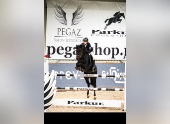 Deutsches Reitpony, Stute, 14 Jahre, 149 cm, Schwarzbrauner
