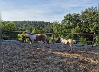 Deutsches Reitpony, Stute, 14 Jahre, 149 cm, Tovero-alle-Farben