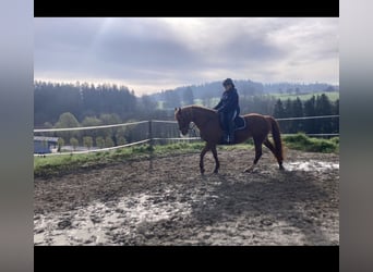 Deutsches Reitpony Mix, Stute, 14 Jahre, 152 cm, Fuchs