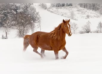 Deutsches Reitpony Mix, Stute, 14 Jahre, 152 cm, Fuchs