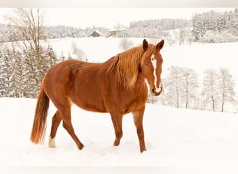 Deutsches Reitpony Mix, Stute, 14 Jahre, 152 cm, Fuchs