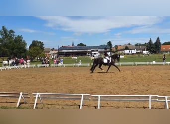 Deutsches Reitpony, Stute, 14 Jahre, 155 cm, Rappe
