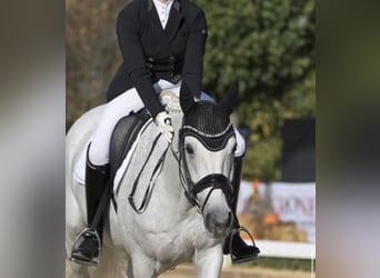 Deutsches Reitpony, Stute, 14 Jahre, 155 cm, Schimmel