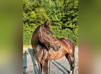Deutsches Reitpony, Stute, 14 Jahre, 160 cm, Dunkelbrauner