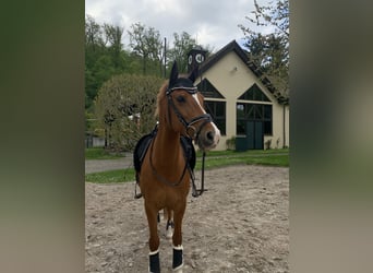 Deutsches Reitpony, Stute, 14 Jahre, Fuchs
