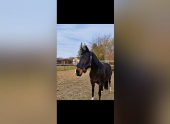 Deutsches Reitpony, Stute, 15 Jahre, 135 cm, Dunkelbrauner