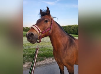 Deutsches Reitpony, Stute, 15 Jahre, 138 cm, Brauner