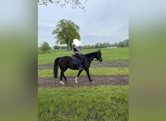 Deutsches Reitpony, Stute, 15 Jahre, 140 cm, Rappe