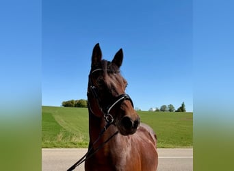 Deutsches Reitpony, Stute, 15 Jahre, 142 cm, Brauner