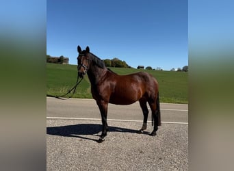 Deutsches Reitpony, Stute, 15 Jahre, 142 cm, Brauner