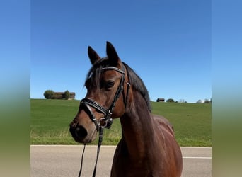 Deutsches Reitpony, Stute, 15 Jahre, 142 cm, Brauner