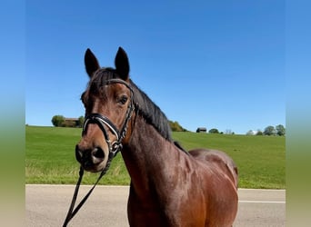 Deutsches Reitpony, Stute, 15 Jahre, 142 cm, Brauner