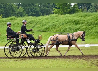 Deutsches Reitpony, Stute, 15 Jahre, 142 cm, Palomino