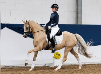 Deutsches Reitpony, Stute, 15 Jahre, 142 cm, Palomino