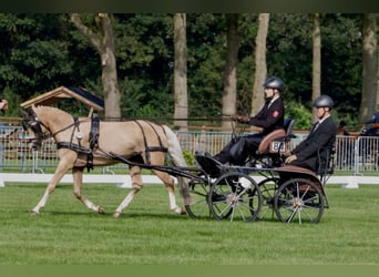 Deutsches Reitpony, Stute, 15 Jahre, 142 cm, Palomino