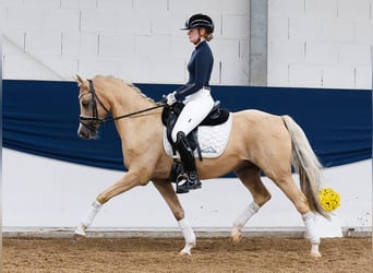 Deutsches Reitpony, Stute, 15 Jahre, 142 cm, Palomino