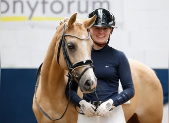 Deutsches Reitpony, Stute, 15 Jahre, 142 cm, Palomino