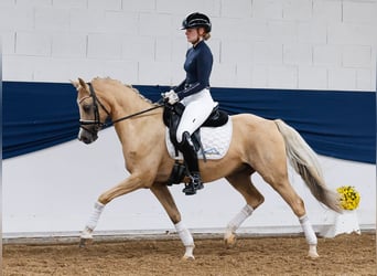 Deutsches Reitpony, Stute, 15 Jahre, 142 cm, Palomino