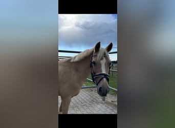 Deutsches Reitpony, Stute, 15 Jahre, 142 cm, Palomino