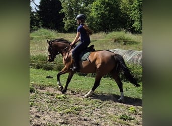 Deutsches Reitpony, Stute, 15 Jahre, 143 cm, Hellbrauner