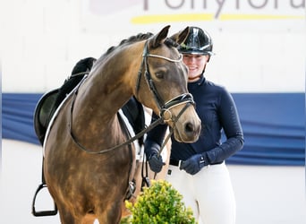 Deutsches Reitpony, Stute, 15 Jahre, 144 cm, Falbe