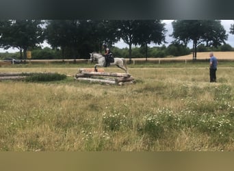 Deutsches Reitpony, Stute, 15 Jahre, 144 cm, Fliegenschimmel