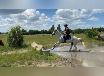 Deutsches Reitpony, Stute, 15 Jahre, 144 cm, Fliegenschimmel