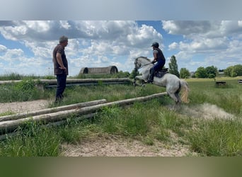 Deutsches Reitpony, Stute, 15 Jahre, 144 cm, Fliegenschimmel