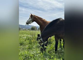 Deutsches Reitpony, Stute, 15 Jahre, 144 cm, Fuchs