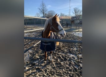 Deutsches Reitpony, Stute, 15 Jahre, 144 cm, Fuchs