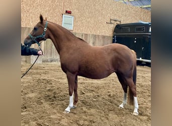 Deutsches Reitpony, Stute, 15 Jahre, 144 cm, Fuchs