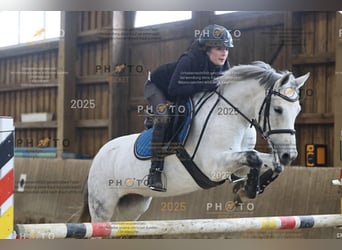 Deutsches Reitpony, Stute, 15 Jahre, 145 cm, Apfelschimmel