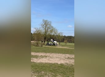 Deutsches Reitpony, Stute, 15 Jahre, 145 cm, Apfelschimmel