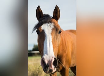 Deutsches Reitpony, Stute, 15 Jahre, 145 cm, Brauner