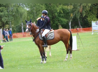 Deutsches Reitpony, Stute, 15 Jahre, 145 cm, Brauner