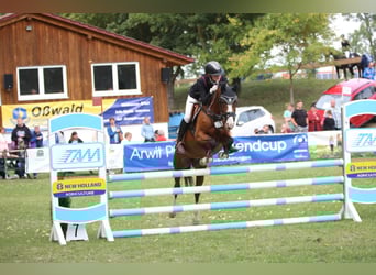 Deutsches Reitpony, Stute, 15 Jahre, 145 cm, Brauner