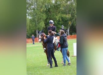 Deutsches Reitpony, Stute, 15 Jahre, 145 cm, Brauner