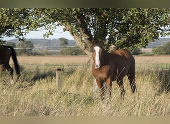 Deutsches Reitpony, Stute, 15 Jahre, 145 cm, Brauner