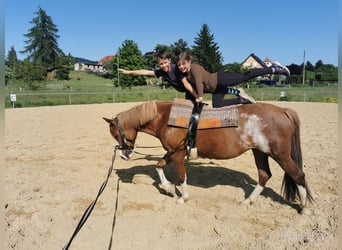 Deutsches Reitpony, Stute, 15 Jahre, 145 cm, Fuchs