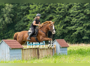 Deutsches Reitpony, Stute, 15 Jahre, 145 cm, Fuchs