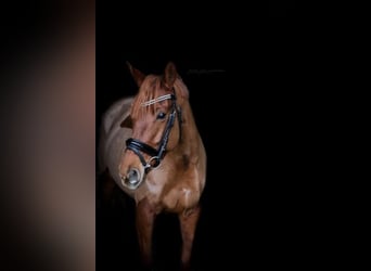Deutsches Reitpony, Stute, 15 Jahre, 145 cm, Fuchs