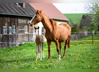 Deutsches Reitpony, Stute, 15 Jahre, 145 cm, Fuchs