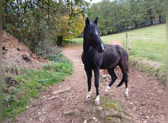 Deutsches Reitpony, Stute, 15 Jahre, 145 cm, Schwarzbrauner