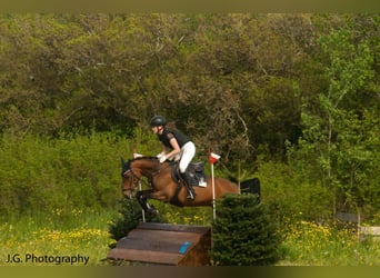 Deutsches Reitpony, Stute, 15 Jahre, 146 cm, Brauner