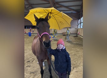Deutsches Reitpony, Stute, 15 Jahre, 146 cm, Brauner